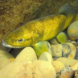 peche truite guiers